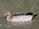 Australian Wood Duck (WWT Slimbridge September 2013) - pic by Nigel Key